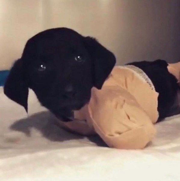 Sakarya'da yavru köpeğe yapılanlara isyan ettiler (Ünlülerden tepkiler) A24