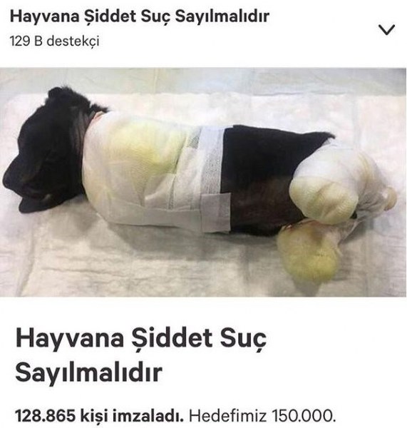 Sakarya'da yavru köpeğe yapılanlara isyan ettiler (Ünlülerden tepkiler) A24