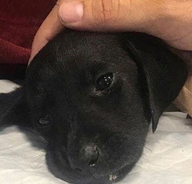 Sakarya'da yavru köpeğe yapılanlara isyan ettiler (Ünlülerden tepkiler) A24