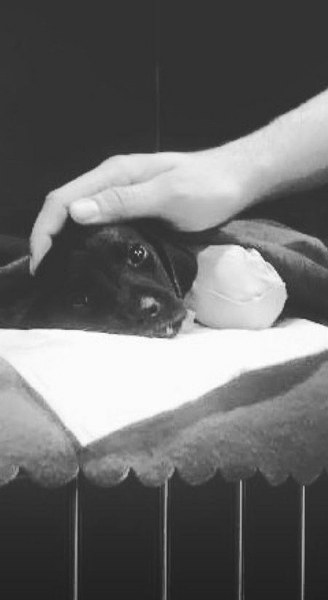 Sakarya'da yavru köpeğe yapılanlara isyan ettiler (Ünlülerden tepkiler) A24