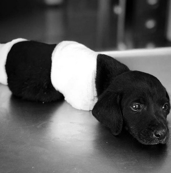 Sakarya'da yavru köpeğe yapılanlara isyan ettiler (Ünlülerden tepkiler) A24