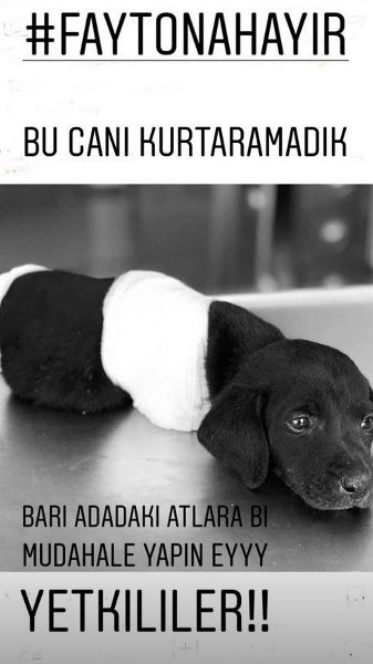 Sakarya'da yavru köpeğe yapılanlara isyan ettiler (Ünlülerden tepkiler) A24