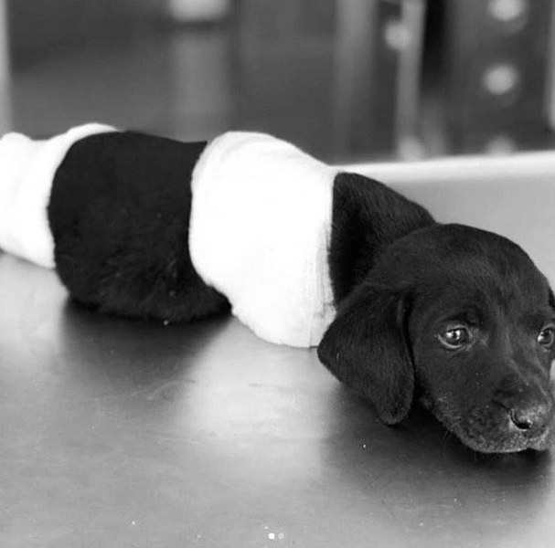 Sakarya'da yavru köpeğe yapılanlara isyan ettiler (Ünlülerden tepkiler) A24