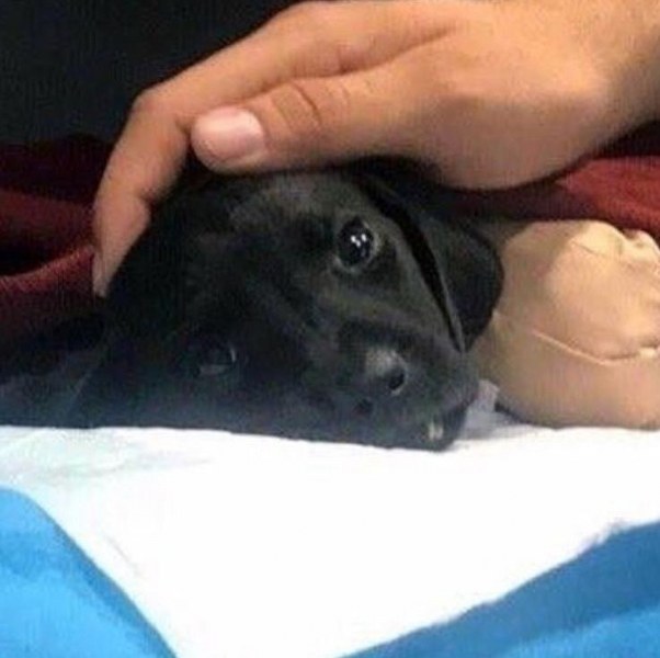 Sakarya'da yavru köpeğe yapılanlara isyan ettiler (Ünlülerden tepkiler) A24