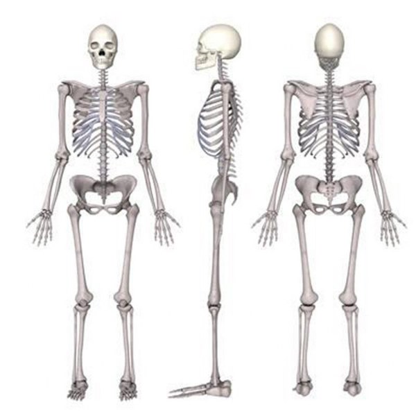 İnsan vücuduyla ilgili bilinmeyen gerçekler A24