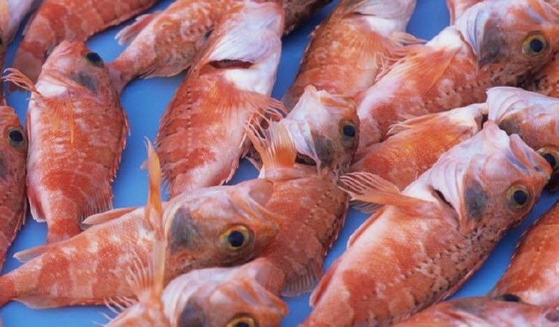 İşte en besleyici yiyecek hangisi sorusunun yanıtı A24