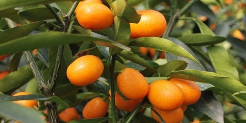 İşte en besleyici yiyecek hangisi sorusunun yanıtı A24